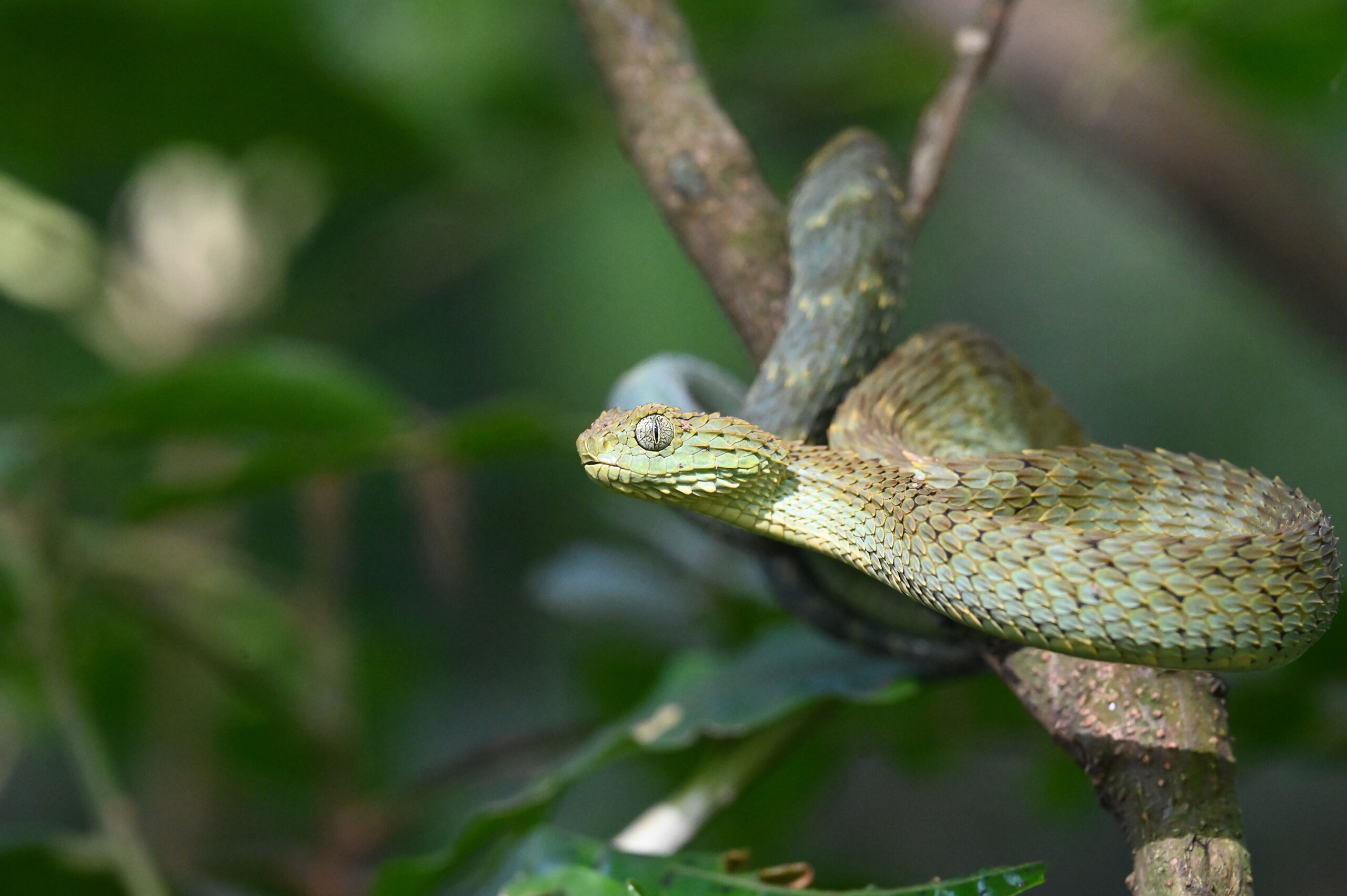 Home Kenya Herpetology Tours